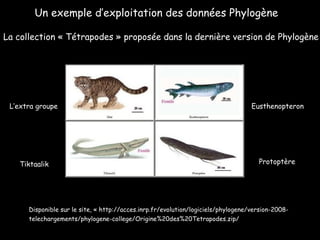 L’extra groupe Eusthenopteron Protoptère Tiktaalik La collection « Tétrapodes » proposée dans la dernière version de Phylogène Disponible sur le site, « http://acces.inrp.fr/evolution/logiciels/phylogene/version-2008-telechargements/phylogene-college/Origine%20des%20Tetrapodes.zip/   Un exemple d’exploitation des données Phylogène 