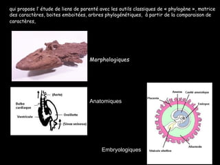 qui propose l’ étude de liens de parenté avec les outils classiques de « phylogène », matrice des caractères, boites emboitées, arbres phylogénétiques,  à partir de la comparaison de caractères,   Morphologiques Anatomiques Embryologiques 
