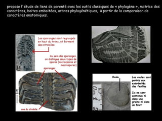 propose l’ étude de liens de parenté avec les outils classiques de « phylogène », matrice des caractères, boites emboitées, arbres phylogénétiques,  à partir de la comparaison de caractères anatomiques. 