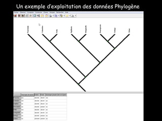 Un exemple d’exploitation des données Phylogène 