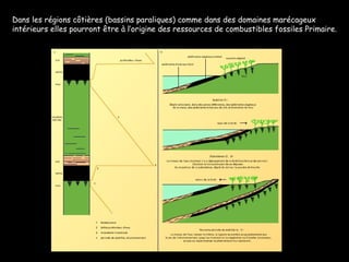 E.U. 2008 Dans les régions côtières (bassins paraliques) comme dans des domaines marécageux intérieurs elles pourront être à l’origine des ressources de combustibles fossiles Primaire. 