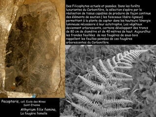 Athyrium filix femina, La fougère femelle Pecopteris,   coll. Ecole des Mines   Saint-Etienne Des Filicophytes actuels et passées. Dans les forêts  luxuriantes du Carbonifère, la sélection s’opère par la réalisation de tissus capables de produire de façon continue des éléments de soutien ( les faisceaux libéro-ligneux) permettant à la plante de capter dans les hauteurs l’énergie lumineuse nécessaire à leur autotrophie. Les végétaux deviennent arborescents, certains développant des troncs de 80 cm de diamètre et de 40 mètres de haut. Aujourd’hui les frondes feuillées  de nos fougères de sous-bois rappellent les feuilles pennées de ces fougères arborescentes du Carbonifère. 