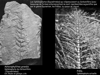 Asterophyllites grandis Sphénophyte du Carbonifère ( Equisétinées) Coll. Musée de géologie, Lille Prêle,  Sphénophyte actuelle Les Sphénophytes (Equisétinées) qui s’épanouissent au Carbonifère (avec beaucoup de formes arborescentes) ne sont représentées aujourd’hui que par le genre Equisetum, les Prêles, ou queue de cheval.  