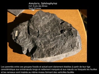 Les parentés entre ces groupes fossile et actuel sont clairement établies à partir de leur tige caractéristique aux entrenœuds longs et nettement marqués et aux nœuds sur lesquels les feuilles et les rameaux sont insérés au même niveau formant des verticilles feuillés   Annularia, Sphénophytes Coll. Ecole des Mines Saint-Etienne 