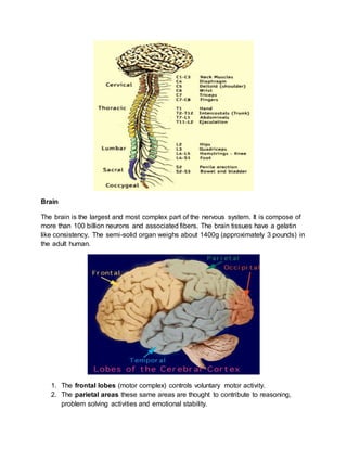 Brain
The brain is the largest and most complex part of the nervous system. It is compose of
more than 100 billion neurons and associated fibers. The brain tissues have a gelatin
like consistency. The semi-solid organ weighs about 1400g (approximately 3 pounds) in
the adult human.
1. The frontal lobes (motor complex) controls voluntary motor activity.
2. The parietal areas these same areas are thought to contribute to reasoning,
problem solving activities and emotional stability.
 