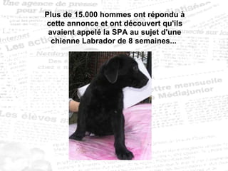 Plus de 15.000 hommes ont répondu à cette annonce et ont découvert qu'ils avaient appelé la SPA au sujet d'une chienne Labrador de 8 semaines...  