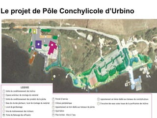 Le projet de Pôle Conchylicole d’Urbino 