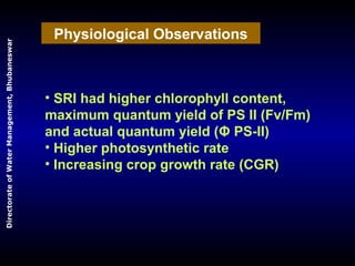 Physiological Observations
• SRI had higher chlorophyll content,
maximum quantum yield of PS II (Fv/Fm)
and actual quantum...