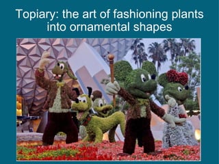 Topiary: the art of fashioning plants into ornamental shapes 