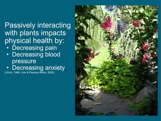 Passively interacting with plants impacts physical health by: Decreasing pain Decreasing blood pressure  Decreasing anxiety (Ulrich, 1984, Lohr & Pearson-Mims, 2000) 