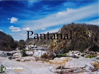 Pantanal
 