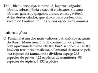Tatu , bicho­preguiça, tamanduá, lagartos, cágados, 
  jabutis, cobras (jiboia e sucuri) e pássaros  (tucanos, 
  jaburus, garças, papagaios, araras, emas, gaviões). 
  Além destes citados, que são os mais conhecidos, 
  vivem no Pantanal muitas outras espécies de animais.


 Informações:
O  Pantanal é um dos mais valiosos patrimônios naturais 
  do Brasil. Maior área úmida continental do planeta, 
  com aproximadamente 210.000 km2, sendo que 140.000 
  km2 em território brasileiro, o Pantanal destaca­se pela 
  sua riqueza da fauna, onde dividem espaço 263 
  espécies de peixes, 122 espécies de mamíferos, 93 
  espécies de répteis, 1.132 espécies
 