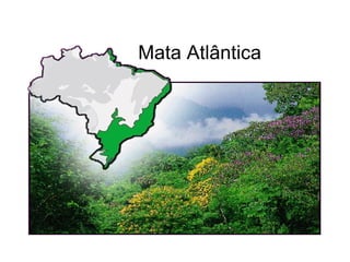 Mata Atlântica
 