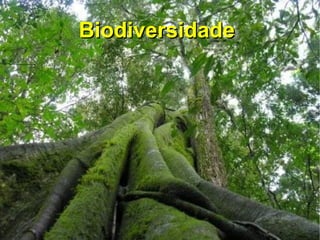 Biodiversidade
 
