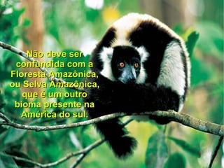 • Não deve ser
 confundida com a
Floresta Amazônica,
ou Selva Amazônica,
   que é um outro
 bioma presente na
   América do sul.
 