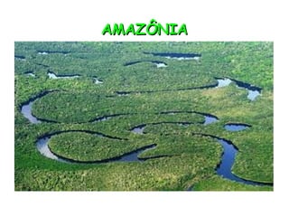 AMAZÔNIA
 
