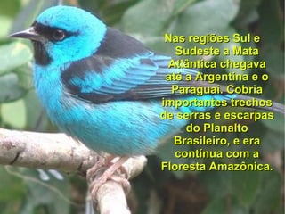Nas regiões Sul e
   Sudeste a Mata
 Atlântica chegava
 até a Argentina e o
  Paraguai. Cobria
importantes trechos
de serras e escarpas
     do Planalto
  Brasileiro, e era
   contínua com a
Floresta Amazônica.
 