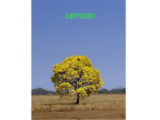 cerrado



  f5
 