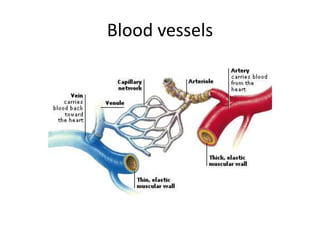 Blood vessels
 