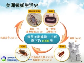 4
卵期 30~45
天
若蟲蛻皮次數 7~13 次
若蟲期 150~450 天
成蟲壽命 365 天
一卵鞘每
之卵數 16
雌蟲一生
卵鞘數產 21~59
雌蟲 卵鞘產雌蟲 卵鞘產 卵鞘卵鞘
成蟲成蟲 若蟲若蟲
隻美洲 螂一生可每 蟑
下約產 1000 隻
 