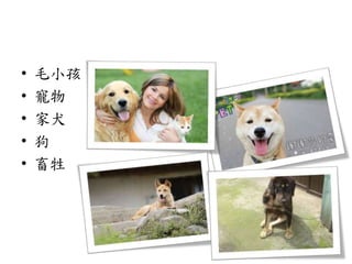 • 毛小孩
• 寵物
• 家犬
• 狗
• 畜牲
 