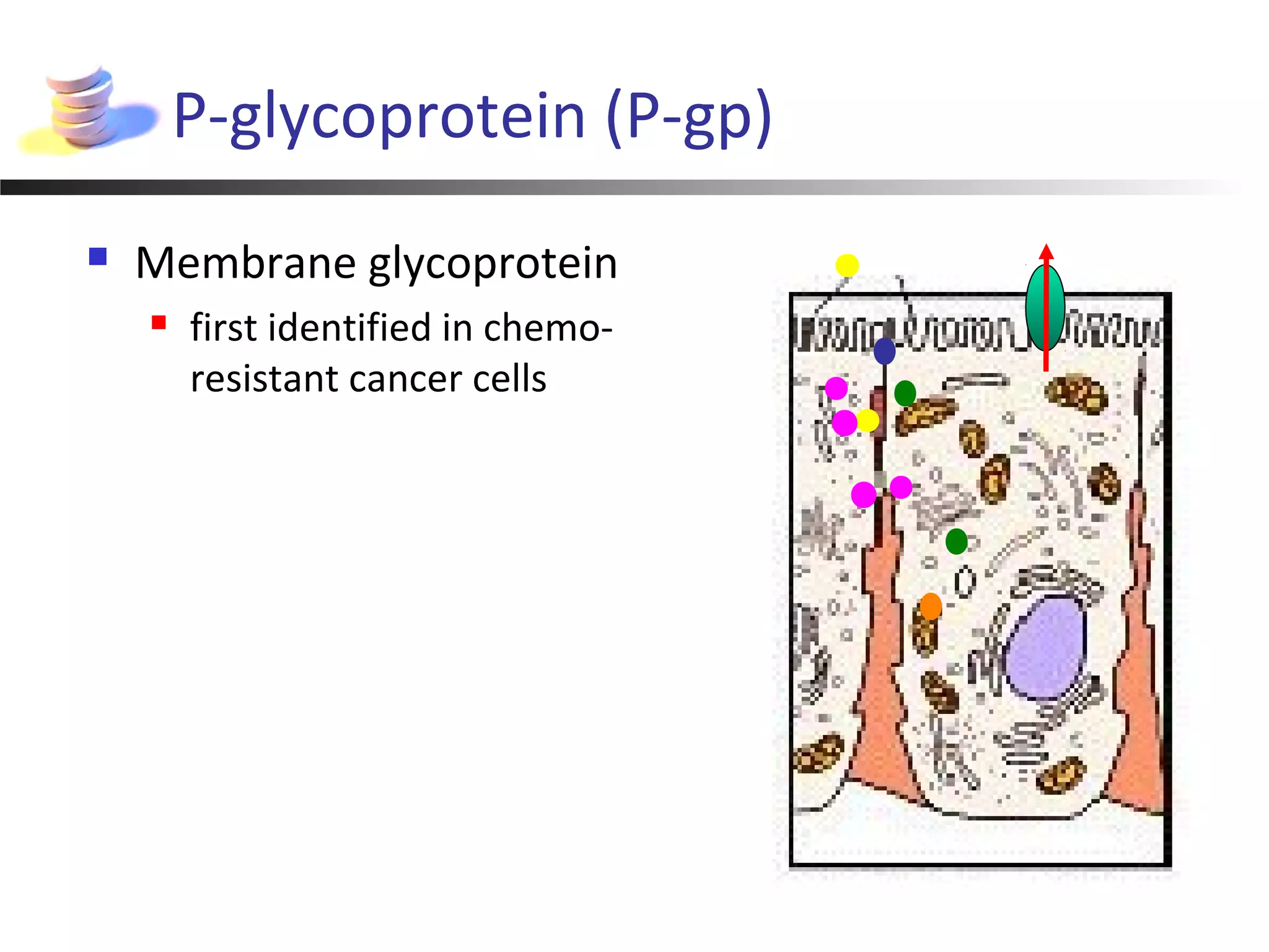 P-glycoprotein (P-gp)
 Membrane glycoprotein
 first identified in chemo-
resistant cancer cells
 