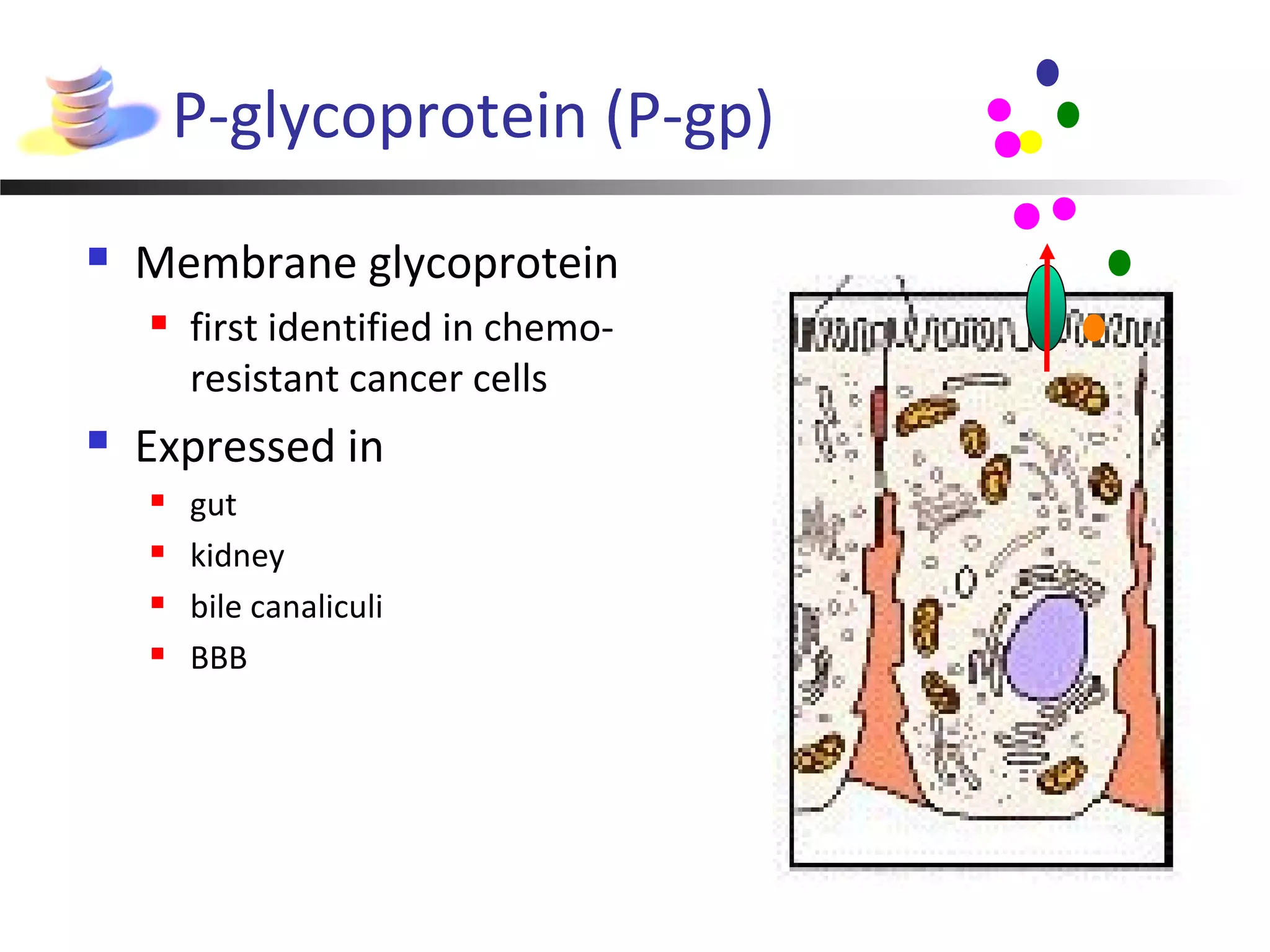 P-glycoprotein (P-gp)
 Membrane glycoprotein
 first identified in chemo-
resistant cancer cells
 Expressed in
 gut
 kidney
 bile canaliculi
 BBB
 
