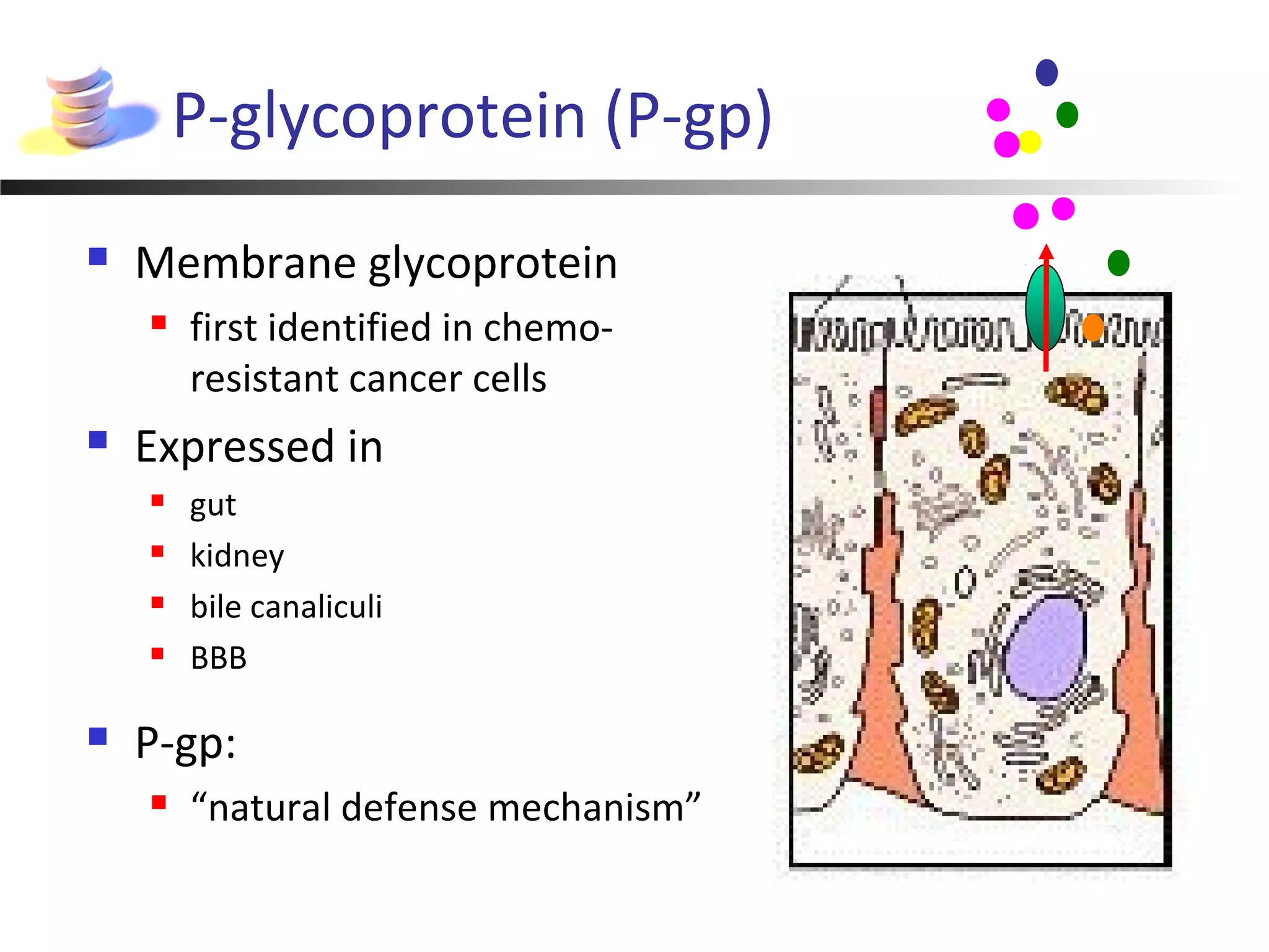 P-glycoprotein (P-gp)
 Membrane glycoprotein
 first identified in chemo-
resistant cancer cells
 Expressed in
 gut
 kidney
 bile canaliculi
 BBB
 P-gp:
 “natural defense mechanism”
 