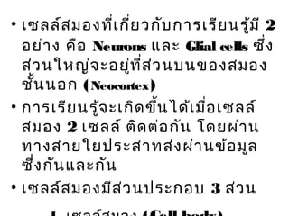 • เซลล์ส มองที่เ กี่ย วกับ การเรีย นรู้ม ี 2
อย่า ง คือ Neurons และ Glial cells ซึ่ง
ส่ว นใหญ่จ ะอยู่ท ี่ส ่ว นบนของสมอง
ชั้น นอก ( Neocortex )
• การเรีย นรู้จ ะเกิด ขึ้น ได้เ มื่อ เซลล์
สมอง 2 เซลล์ ติด ต่อ กัน โดยผ่า น
ทางสายใยประสาทส่ง ผ่า นข้อ มูล
ซึ่ง กัน และกัน
• เซลล์ส มองมีส ่ว นประกอบ 3 ส่ว น

 
