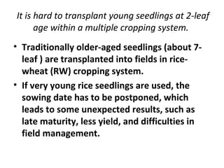 Sl8 Hybrid Rice 1051 Modified SRI and super-high yield of hybrid rice in Sichuan Basin ...