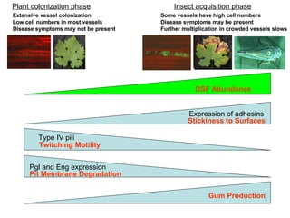 Pathogen confusion as a strategy for controlling diseases caused by ...