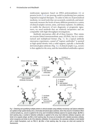 4 Knickerbocker and MacBeath
multivariate signatures based on DNA polymorphisms (4) or
­
protein levels (5, 6) are proving useful in predicting how patients
respond to targeted therapies. To usher in this era of personalized
medicine, we need tools that can accurately, sensitively, and simul-
taneously measure the levels of many different proteins in a variety
of clinical samples (serum, urine, and tissue explants). In addition,
to enable the discovery of new diagnostic or prognostic signa-
tures, we need methods that are relatively inexpensive and are
compatible with high-throughput investigations.
Antibody microarrays offer all of these features. They mimic
an enzyme-linked immunosorbant assay (ELISA), but in a minia-
turized and multiplexed format (Fig. 1). In a typical antibody
microarray experiment, a panel of “capture antibodies” is spotted
at high spatial density onto a solid support, typically a chemically
derivatized glass substrate (Fig. 1a). A clinical sample (e.g., serum)
is then applied to the array, and the immobilized antibodies capture
Glass substrate
Capture
antibody
Clinical sample (e.g., serum)
1. Incubate
2. Wash
3. Add detection
antibodies
Cocktail of
detection antibodies
4. Incubate
5. Wash
6. Add labeled
secondary antibody
7. Incubate
8. Wash
9. Scan for
fluorescence
Cytokines
Antibody microarray
a b
c
d
Fig. 1. Detecting and quantifying multiple proteins in clinical samples using antibody microarrays. (a) Capture antibodies
are spotted at high spatial density onto a chemically derivatized glass substrate, where they become immobilized. When
a clinical sample (e.g., serum) is applied to the array, each immobilized antibody captures its cognate antigen. (b) After a
brief washing step, a cocktail of detection antibodies is applied to the array. Each detection antibody recognizes and
binds to its cognate antigen. (c) After a brief washing step, the arrays are incubated with a labeled secondary antibody,
which recognizes and binds to all of the detection antibodies. For convenience, the secondary antibody is best labeled
with a bright fluorophore, such as PBLX-3. (d) After a final washing step, the arrays are dried and scanned for
fluorescence.
 