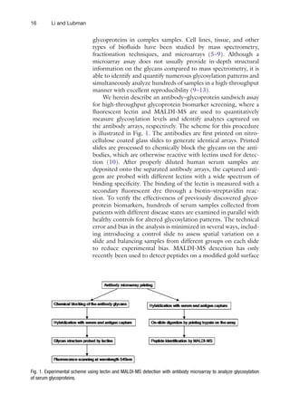 16 Li and Lubman
­
glycoproteins in complex samples. Cell lines, tissue, and other
types of biofluids have been studied by mass spectrometry,
­
fractionation techniques, and microarrays (5–9). Although a
microarray assay does not usually provide in-depth structural
information on the glycans compared to mass spectrometry, it is
able to identify and quantify numerous glycosylation patterns and
simultaneously analyze hundreds of samples in a high-throughput
manner with excellent reproducibility (9–13).
We herein describe an antibody–glycoprotein sandwich assay
for high-throughput glycoprotein biomarker screening, where a
fluorescent lectin and MALDI-MS are used to quantitatively
measure glycosylation levels and identify analytes captured on
the antibody arrays, respectively. The scheme for this procedure
is illustrated in Fig. 1. The antibodies are first printed on nitro-
cellulose coated glass slides to generate identical arrays. Printed
slides are processed to chemically block the glycans on the anti-
bodies, which are otherwise reactive with lectins used for detec-
tion (10). After properly diluted human serum samples are
deposited onto the separated antibody arrays, the captured anti-
gens are probed with different lectins with a wide spectrum of
binding specificity. The binding of the lectin is measured with a
secondary fluorescent dye through a biotin–streptavidin reac-
tion. To verify the effectiveness of previously discovered glyco-
protein biomarkers, hundreds of serum samples collected from
patients with different disease states are examined in parallel with
healthy controls for altered glycosylation patterns. The technical
error and bias in the analysis is minimized in several ways, includ-
ing introducing a control slide to assess spatial variation on a
slide and balancing samples from different groups on each slide
to reduce experimental bias. MALDI-MS detection has only
recently been used to detect peptides on a modified gold surface
Fig. 1. Experimental scheme using lectin and MALDI-MS detection with antibody microarray to analyze glycosylation
of serum glycoproteins.
 