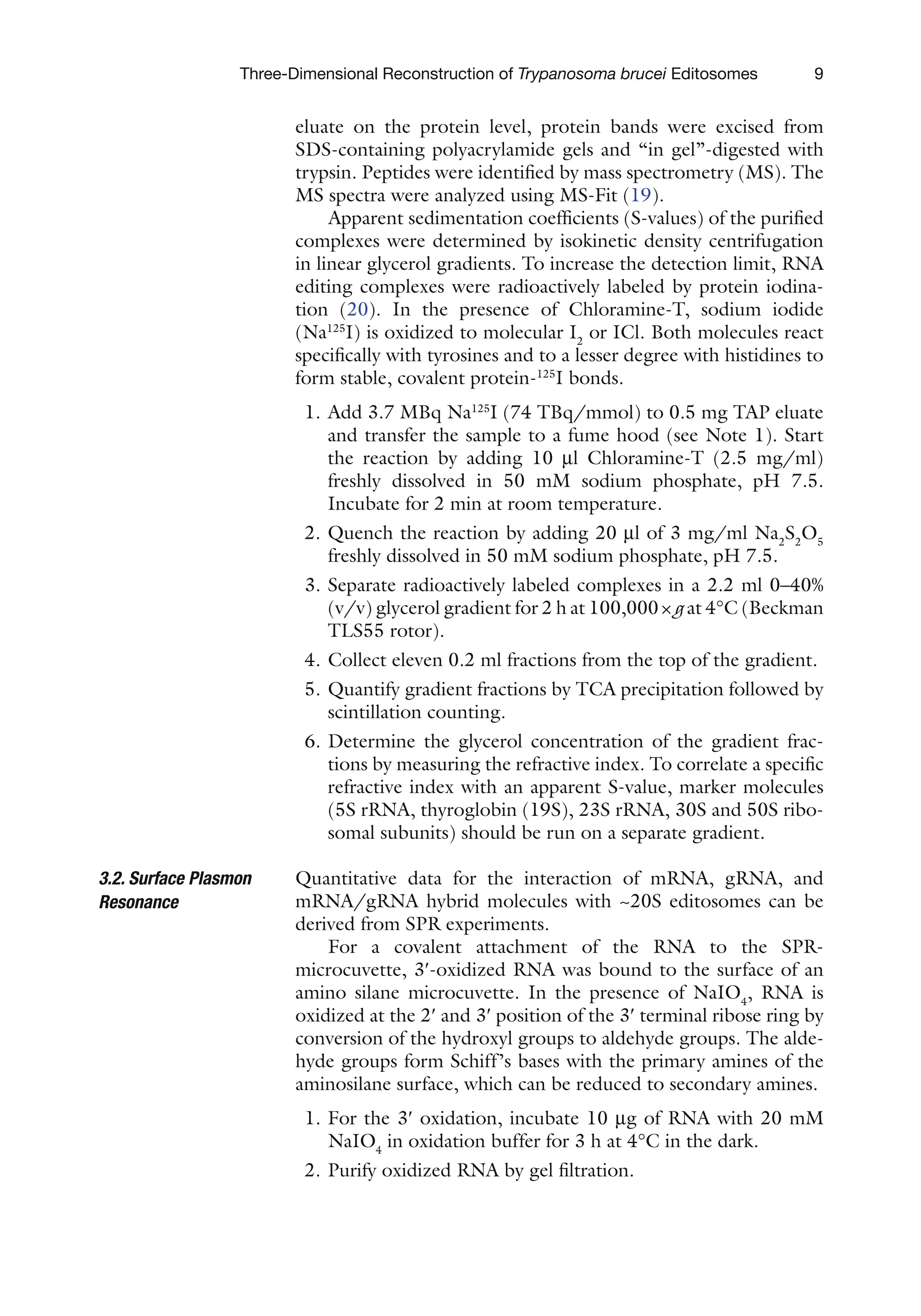 9
Three-Dimensional Reconstruction of Trypanosoma brucei Editosomes
eluate on the protein level, protein bands were excised from
SDS-containing polyacrylamide gels and “in gel”-digested with
trypsin. Peptides were identified by mass spectrometry (MS). The
MS spectra were analyzed using MS-Fit (19).
Apparent sedimentation coefficients (S-values) of the purified
complexes were determined by isokinetic density centrifugation
in linear glycerol gradients. To increase the detection limit, RNA
editing complexes were radioactively labeled by protein iodina-
tion (20). In the presence of Chloramine-T, sodium iodide
(Na125
I) is oxidized to molecular I2
or ICl. Both molecules react
specifically with tyrosines and to a lesser degree with histidines to
form stable, covalent protein-125
I bonds.
1. Add 3.7 MBq Na125
I (74 TBq/mmol) to 0.5 mg TAP eluate
and transfer the sample to a fume hood (see Note 1). Start
the reaction by adding 10 ml Chloramine-T (2.5 mg/ml)
freshly dissolved in 50 mM sodium phosphate, pH 7.5.
Incubate for 2 min at room temperature.
2. Quench the reaction by adding 20 ml of 3 mg/ml Na2
S2
O5
freshly dissolved in 50 mM sodium phosphate, pH 7.5.
3. Separate radioactively labeled complexes in a 2.2 ml 0–40%
(v/v) glycerol gradient for 2 h at 100,000×g at 4°C (Beckman
TLS55 rotor).
4. Collect eleven 0.2 ml fractions from the top of the gradient.
5. Quantify gradient fractions by TCA precipitation followed by
scintillation counting.
6. Determine the glycerol concentration of the gradient frac-
tions by measuring the refractive index. To correlate a specific
refractive index with an apparent S-value, marker molecules
(5S rRNA, thyroglobin (19S), 23S rRNA, 30S and 50S ribo-
somal subunits) should be run on a separate gradient.
Quantitative data for the interaction of mRNA, gRNA, and
mRNA/gRNA hybrid molecules with ~20S editosomes can be
derived from SPR experiments.
For a covalent attachment of the RNA to the SPR-
microcuvette, 3¢-oxidized RNA was bound to the surface of an
amino silane microcuvette. In the presence of NaIO4
, RNA is
oxidized at the 2¢ and 3¢ position of the 3¢ terminal ribose ring by
conversion of the hydroxyl groups to aldehyde groups. The alde-
hyde groups form Schiff’s bases with the primary amines of the
aminosilane surface, which can be reduced to secondary amines.
1. For the 3¢ oxidation, incubate 10 mg of RNA with 20 mM
NaIO4
in oxidation buffer for 3 h at 4°C in the dark.
2. Purify oxidized RNA by gel filtration.
3.2. Surface Plasmon
Resonance
 