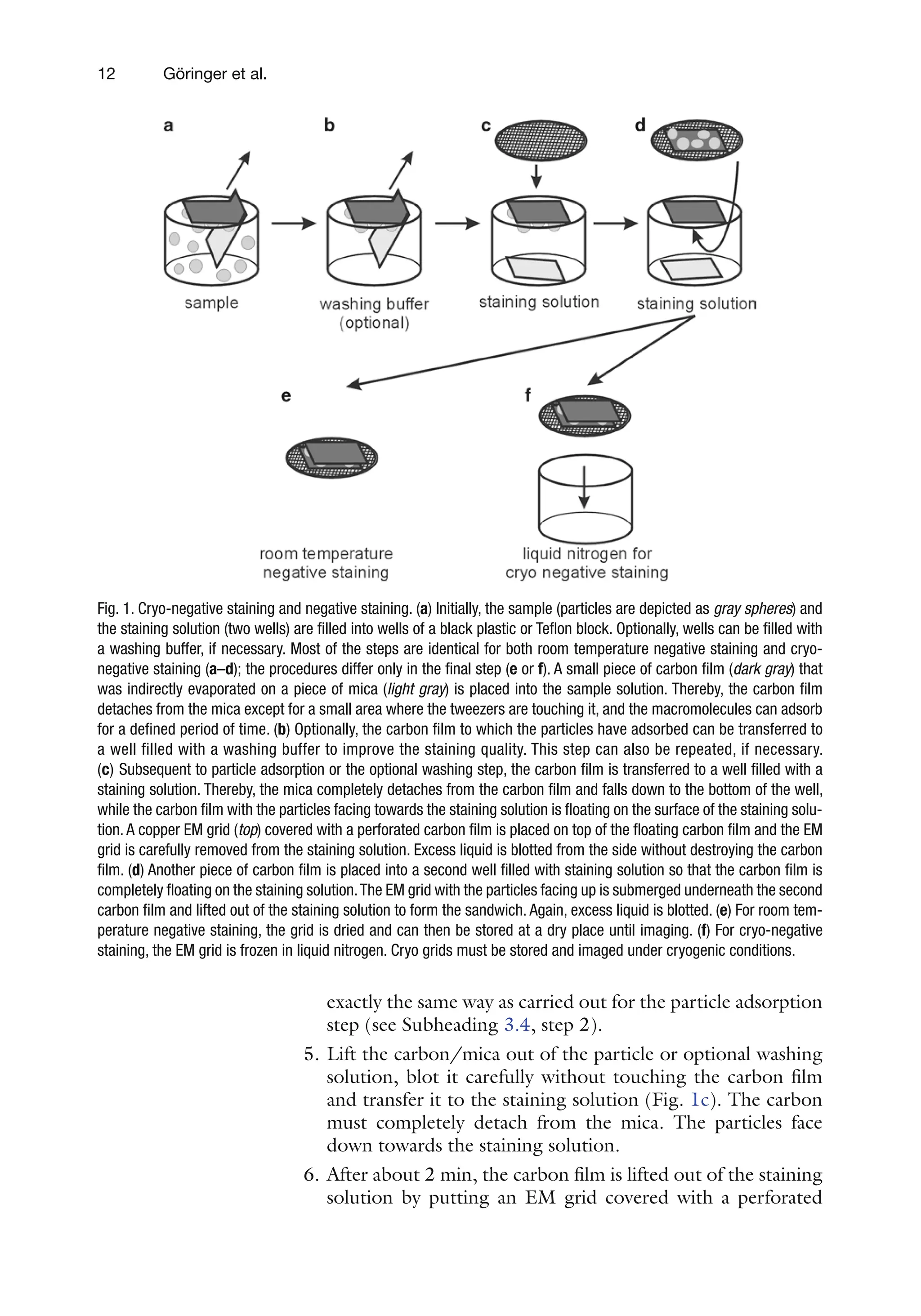 12 Göringer et al.
exactly the same way as carried out for the particle adsorption
step (see Subheading 3.4, step 2).
5. Lift the carbon/mica out of the particle or optional washing
solution, blot it carefully without touching the carbon film
and transfer it to the staining solution (Fig. 1c). The carbon
must completely detach from the mica. The particles face
down towards the staining solution.
6. After about 2 min, the carbon film is lifted out of the staining
solution by putting an EM grid covered with a perforated
Fig. 1. Cryo-negative staining and negative staining. (a) Initially, the sample (particles are depicted as gray spheres) and
the staining solution (two wells) are filled into wells of a black plastic or Teflon block. Optionally, wells can be filled with
a washing buffer, if necessary. Most of the steps are identical for both room temperature negative staining and cryo-
negative staining (a–d); the procedures differ only in the final step (e or f). A small piece of carbon film (dark gray) that
was indirectly evaporated on a piece of mica (light gray) is placed into the sample solution. Thereby, the carbon film
detaches from the mica except for a small area where the tweezers are touching it, and the macromolecules can adsorb
for a defined period of time. (b) Optionally, the carbon film to which the particles have adsorbed can be transferred to
a well filled with a washing buffer to improve the staining quality. This step can also be repeated, if necessary.
(c) Subsequent to particle adsorption or the optional washing step, the carbon film is transferred to a well filled with a
staining solution. Thereby, the mica completely detaches from the carbon film and falls down to the bottom of the well,
while the carbon film with the particles facing towards the staining solution is floating on the surface of the staining solu-
tion. A copper EM grid (top) covered with a perforated carbon film is placed on top of the floating carbon film and the EM
grid is carefully removed from the staining solution. Excess liquid is blotted from the side without destroying the carbon
film. (d) Another piece of carbon film is placed into a second well filled with staining solution so that the carbon film is
completely floating on the staining solution.The EM grid with the particles facing up is submerged underneath the second
carbon film and lifted out of the staining solution to form the sandwich. Again, excess liquid is blotted. (e) For room tem-
perature negative staining, the grid is dried and can then be stored at a dry place until imaging. (f) For cryo-negative
staining, the EM grid is frozen in liquid nitrogen. Cryo grids must be stored and imaged under cryogenic conditions.
 