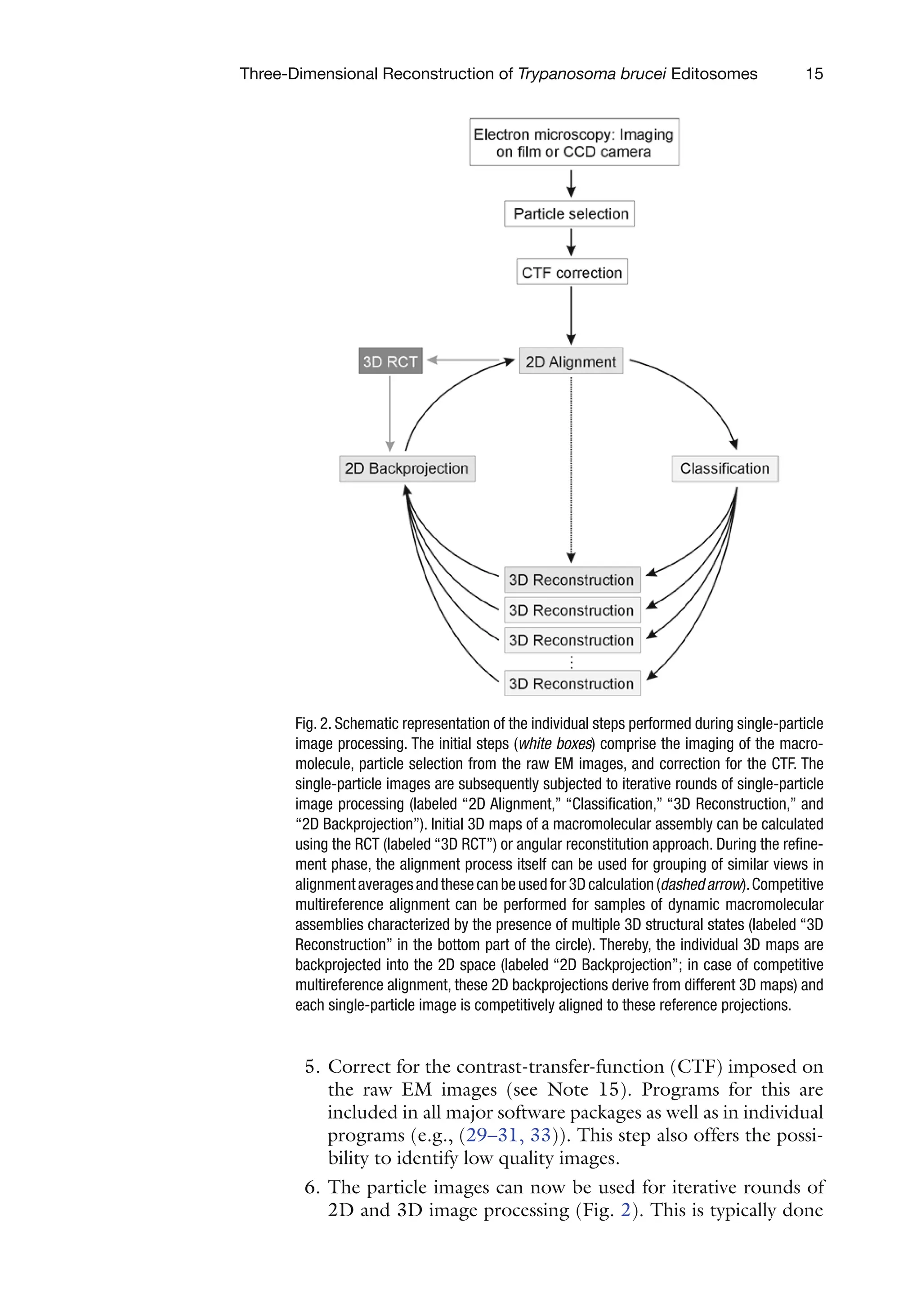 15
Three-Dimensional Reconstruction of Trypanosoma brucei Editosomes
Fig. 2. Schematic representation of the individual steps performed during single-particle
image processing. The initial steps (white boxes) comprise the imaging of the macro-
molecule, particle selection from the raw EM images, and correction for the CTF. The
single-particle images are subsequently subjected to iterative rounds of single-particle
image processing (labeled “2D Alignment,” “Classification,” “3D Reconstruction,” and
“2D Backprojection”). Initial 3D maps of a macromolecular assembly can be calculated
using the RCT (labeled “3D RCT”) or angular reconstitution approach. During the refine-
ment phase, the alignment process itself can be used for grouping of similar views in
alignmentaveragesandthesecanbeusedfor3Dcalculation(dashedarrow).Competitive
multireference alignment can be performed for samples of dynamic macromolecular
assemblies characterized by the presence of multiple 3D structural states (labeled “3D
Reconstruction” in the bottom part of the circle). Thereby, the individual 3D maps are
backprojected into the 2D space (labeled “2D Backprojection”; in case of competitive
multireference alignment, these 2D backprojections derive from different 3D maps) and
each single-particle image is competitively aligned to these reference projections.
5. Correct for the contrast-transfer-function (CTF) imposed on
the raw EM images (see Note 15). Programs for this are
included in all major software packages as well as in individual
programs (e.g., (29–31, 33)). This step also offers the possi-
bility to identify low quality images.
6. The particle images can now be used for iterative rounds of
2D and 3D image processing (Fig. 2). This is typically done
 