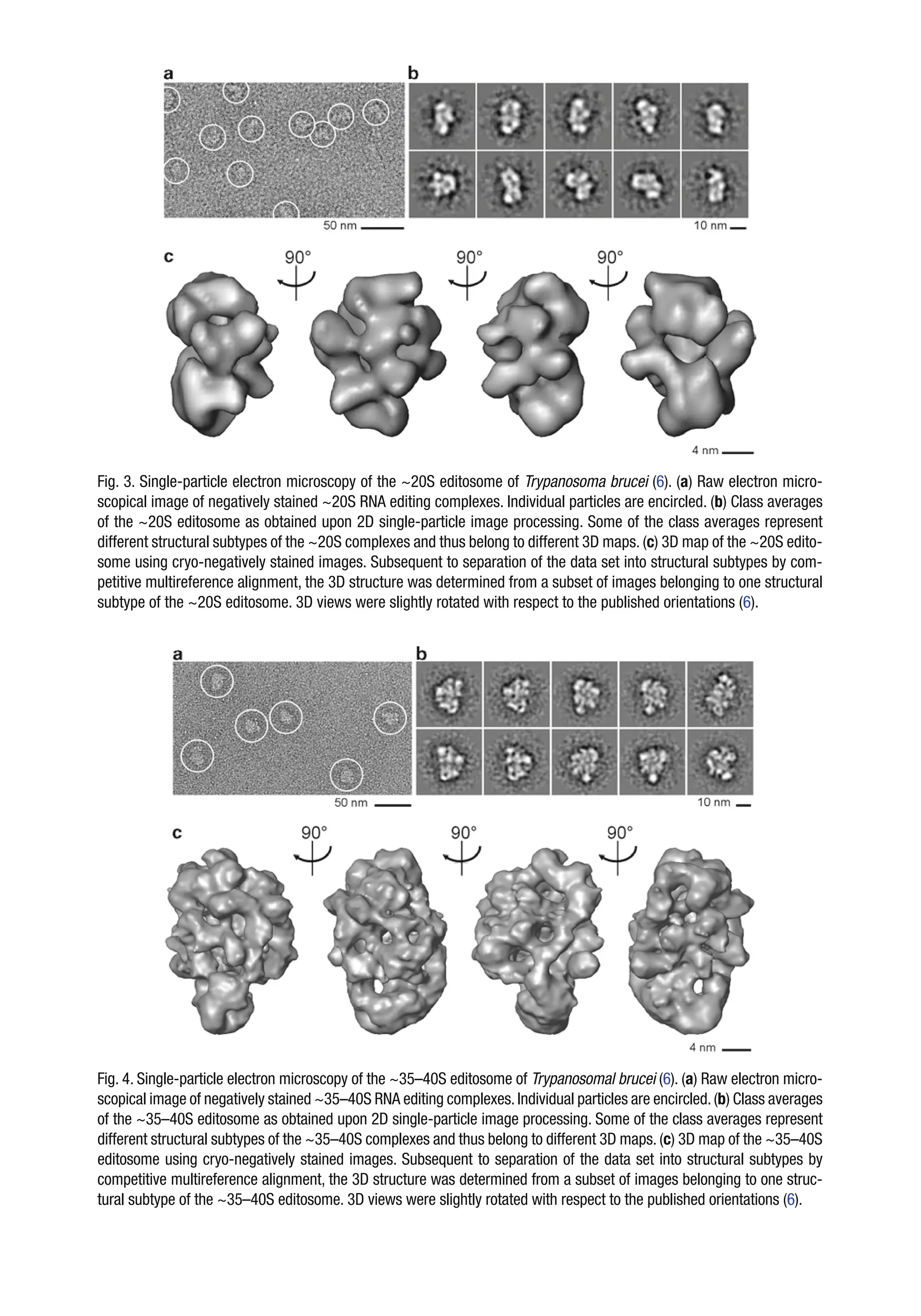 Fig. 3. Single-particle electron microscopy of the ~20S editosome of Trypanosoma brucei (6). (a) Raw electron micro-
scopical image of negatively stained ~20S RNA editing complexes. Individual particles are encircled. (b) Class averages
of the ~20S editosome as obtained upon 2D single-particle image processing. Some of the class averages represent
different structural subtypes of the ~20S complexes and thus belong to different 3D maps. (c) 3D map of the ~20S edito-
some using cryo-negatively stained images. Subsequent to separation of the data set into structural subtypes by com-
petitive multireference alignment, the 3D structure was determined from a subset of images belonging to one structural
subtype of the ~20S editosome. 3D views were slightly rotated with respect to the published orientations (6).
Fig. 4. Single-particle electron microscopy of the ~35–40S editosome of Trypanosomal brucei (6). (a) Raw electron micro-
scopical image of negatively stained ~35–40S RNA editing complexes.Individual particles are encircled.(b) Class averages
of the ~35–40S editosome as obtained upon 2D single-particle image processing. Some of the class averages represent
different structural subtypes of the ~35–40S complexes and thus belong to different 3D maps. (c) 3D map of the ~35–40S
editosome using cryo-negatively stained images. Subsequent to separation of the data set into structural subtypes by
competitive multireference alignment, the 3D structure was determined from a subset of images belonging to one struc-
tural subtype of the ~35–40S editosome. 3D views were slightly rotated with respect to the published orientations (6).
 
