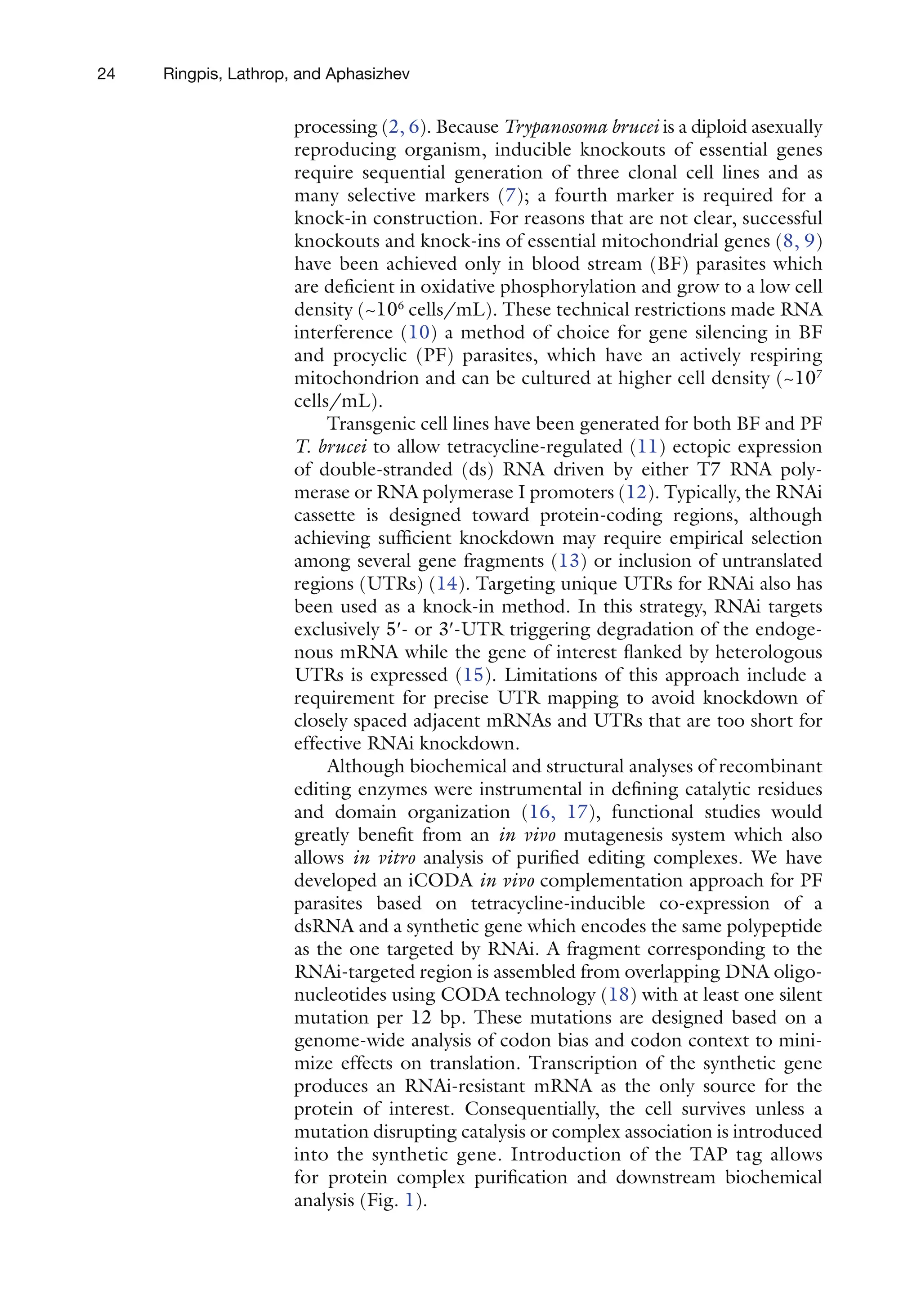 24 Ringpis, Lathrop, and Aphasizhev
processing (2, 6). Because Trypanosoma brucei is a diploid asexually
­
reproducing organism, inducible knockouts of essential genes
require sequential generation of three clonal cell lines and as
many selective markers (7); a fourth marker is required for a
knock-in construction. For reasons that are not clear, successful
knockouts and knock-ins of essential mitochondrial genes (8, 9)
have been achieved only in blood stream (BF) parasites which
are deficient in oxidative phosphorylation and grow to a low cell
density (~106
cells/mL). These technical restrictions made RNA
interference (10) a method of choice for gene silencing in BF
and procyclic (PF) parasites, which have an actively respiring
mitochondrion and can be cultured at higher cell density (~107
cells/mL).
Transgenic cell lines have been generated for both BF and PF
T. brucei to allow tetracycline-regulated (11) ectopic expression
of double-stranded (ds) RNA driven by either T7 RNA poly-
merase or RNA polymerase I promoters (12). Typically, the RNAi
cassette is designed toward protein-coding regions, although
achieving sufficient knockdown may require empirical selection
among several gene fragments (13) or inclusion of untranslated
regions (UTRs) (14). Targeting unique UTRs for RNAi also has
been used as a knock-in method. In this strategy, RNAi targets
exclusively 5¢- or 3¢-UTR triggering degradation of the endoge-
nous mRNA while the gene of interest flanked by heterologous
UTRs is expressed (15). Limitations of this approach include a
requirement for precise UTR mapping to avoid knockdown of
closely spaced adjacent mRNAs and UTRs that are too short for
effective RNAi knockdown.
Although biochemical and structural analyses of recombinant
editing enzymes were instrumental in defining catalytic residues
and domain organization (16, 17), functional studies would
greatly benefit from an in vivo mutagenesis system which also
allows in vitro analysis of purified editing complexes. We have
developed an iCODA in vivo complementation approach for PF
parasites based on tetracycline-inducible co-expression of a
dsRNA and a synthetic gene which encodes the same polypeptide
as the one targeted by RNAi. A fragment corresponding to the
RNAi-targeted region is assembled from overlapping DNA oligo-
nucleotides using CODA technology (18) with at least one silent
mutation per 12 bp. These mutations are designed based on a
genome-wide analysis of codon bias and codon context to mini-
mize effects on translation. Transcription of the synthetic gene
produces an RNAi-resistant mRNA as the only source for the
protein of interest. Consequentially, the cell survives unless a
mutation disrupting catalysis or complex association is introduced
into the synthetic gene. Introduction of the TAP tag allows
for protein complex purification and downstream biochemical
analysis (Fig. 1).
 