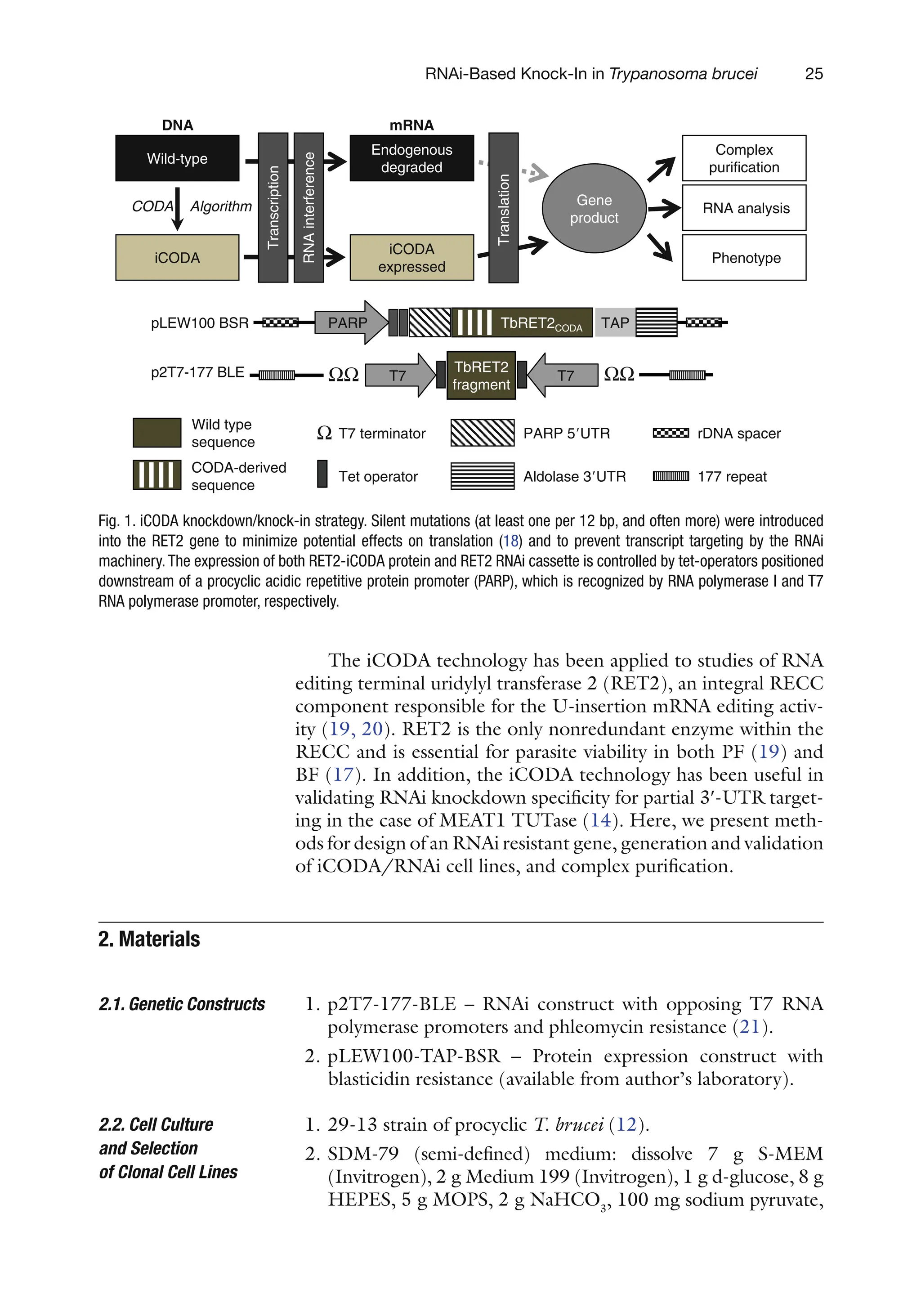 25
RNAi-Based Knock-In in Trypanosoma brucei
The iCODA technology has been applied to studies of RNA
editing terminal uridylyl transferase 2 (RET2), an integral RECC
component responsible for the U-insertion mRNA editing activ-
ity (19, 20). RET2 is the only nonredundant enzyme within the
RECC and is essential for parasite viability in both PF (19) and
BF (17). In addition, the iCODA technology has been useful in
validating RNAi knockdown specificity for partial 3¢-UTR target-
ing in the case of MEAT1 TUTase (14). Here, we present meth-
ods for design of an RNAi resistant gene, generation and validation
of iCODA/RNAi cell lines, and complex purification.
1. p2T7-177-BLE – RNAi construct with opposing T7 RNA
polymerase promoters and phleomycin resistance (21).
2. pLEW100-TAP-BSR – Protein expression construct with
blasticidin resistance (available from author’s laboratory).
1. 29-13 strain of procyclic T. brucei (12).
2. SDM-79 (semi-defined) medium: dissolve 7 g S-MEM
(Invitrogen), 2 g Medium 199 (Invitrogen), 1 g d-glucose, 8 g
HEPES, 5 g MOPS, 2 g NaHCO3
, 100 mg sodium ­
pyruvate,
2. 
Materials
2.1. Genetic Constructs
2.2. Cell Culture
and Selection
of Clonal Cell Lines
TbRET2CODA
iCODA
CODA Algorithm
Wild-type
Endogenous
degraded
Gene
product
Transcription
RNA
interference
Translation
PARP 5UTR
Aldolase 3UTR
Tet operator
T7 terminator
177 repeat
rDNA spacer
pLEW100 BSR
p2T7-177 BLE
PARP TAP
T7
iCODA
expressed
TbRET2
fragment
T7
ΩΩ ΩΩ
Ω
A
N
R
m
A
N
D
Complex
purification
Phenotype
RNA analysis
Wild type
sequence
CODA-derived
sequence
Fig. 1. iCODA knockdown/knock-in strategy. Silent mutations (at least one per 12 bp, and often more) were introduced
into the RET2 gene to minimize potential effects on translation (18) and to prevent transcript targeting by the RNAi
machinery.The expression of both RET2-iCODA protein and RET2 RNAi cassette is controlled by tet-operators positioned
downstream of a procyclic acidic repetitive protein promoter (PARP), which is recognized by RNA polymerase I and T7
RNA polymerase promoter, respectively.
 