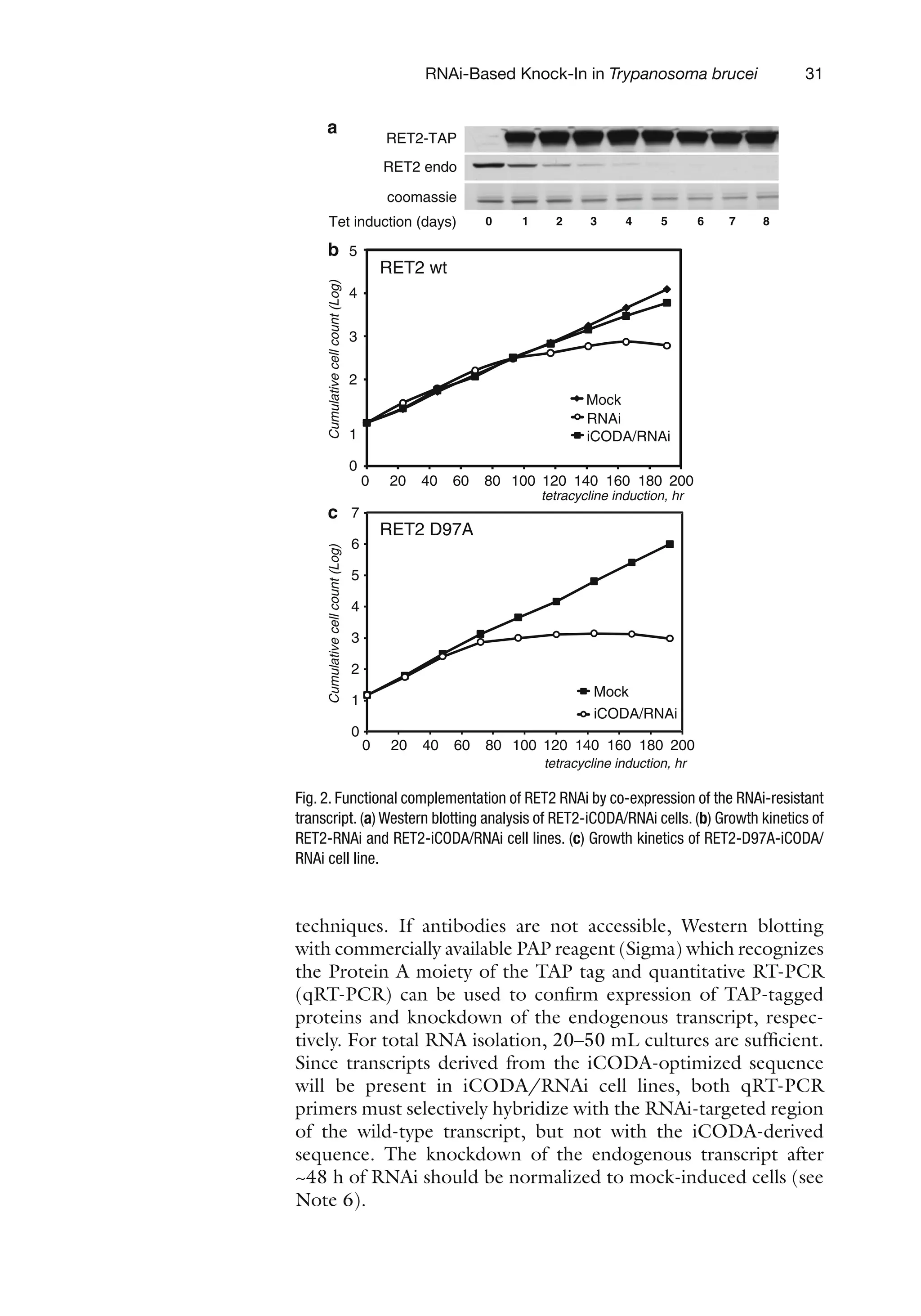 31
RNAi-Based Knock-In in Trypanosoma brucei
techniques. If antibodies are not accessible, Western blotting
with commercially available PAP reagent (Sigma) which recognizes
the Protein A moiety of the TAP tag and quantitative RT-PCR
(qRT-PCR) can be used to confirm expression of ­
TAP-tagged
proteins and knockdown of the endogenous transcript, respec-
tively. For total RNA isolation, 20–50 mL cultures are sufficient.
Since transcripts derived from the iCODA-optimized sequence
will be present in iCODA/RNAi cell lines, both qRT-PCR
primers must selectively hybridize with the RNAi-targeted region
of the wild-type transcript, but not with the iCODA-derived
sequence. The knockdown of the endogenous transcript after
~48 h of RNAi should be normalized to mock-induced cells (see
Note 6).
RET2-TAP
RET2 endo
coomassie
Tet induction (days) 0 1 2 3 4 5 6 7 8
a
0
1
2
3
4
5
6
7
0 20 40 60 80 100 120 140 160 180 200
Mock
iCODA/RNAi
RNAi
Mock
iCODA/RNAi
RET2 wt
RET2 D97A
0 20 40 60 80 100 120 140 160 180 200
0
1
2
3
4
5
tetracycline induction, hr
tetracycline induction, hr
Cumulative
cell
count
(Log)
Cumulative
cell
count
(Log)
b
c
Fig. 2. Functional complementation of RET2 RNAi by co-expression of the RNAi-resistant
transcript. (a) Western blotting analysis of RET2-iCODA/RNAi cells. (b) Growth kinetics of
RET2-RNAi and RET2-iCODA/RNAi cell lines. (c) Growth kinetics of RET2-D97A-iCODA/
RNAi cell line.
 