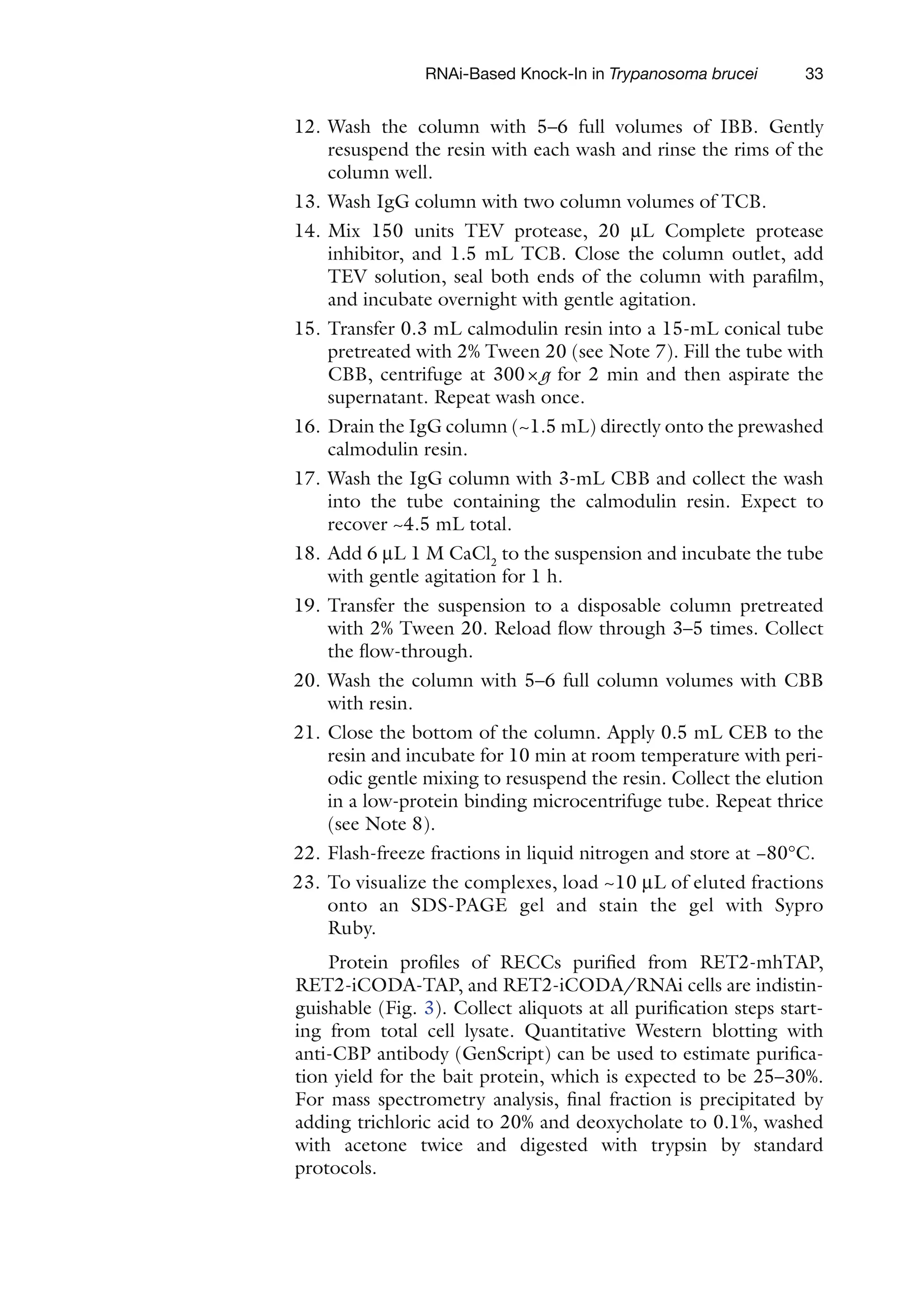 33
RNAi-Based Knock-In in Trypanosoma brucei
12. Wash the column with 5–6 full volumes of IBB. Gently
­
resuspend the resin with each wash and rinse the rims of the
column well.
13. Wash IgG column with two column volumes of TCB.
14. Mix 150 units TEV protease, 20 mL Complete protease
inhibitor, and 1.5 mL TCB. Close the column outlet, add
TEV solution, seal both ends of the column with parafilm,
and incubate overnight with gentle agitation.
15. Transfer 0.3 mL calmodulin resin into a 15-mL conical tube
pretreated with 2% Tween 20 (see Note 7). Fill the tube with
CBB, centrifuge at 300×g for 2 min and then aspirate the
supernatant. Repeat wash once.
16. Drain the IgG column (~1.5 mL) directly onto the prewashed
calmodulin resin.
17. Wash the IgG column with 3-mL CBB and collect the wash
into the tube containing the calmodulin resin. Expect to
recover ~4.5 mL total.
18. Add 6 mL 1 M CaCl2
to the suspension and incubate the tube
with gentle agitation for 1 h.
19. Transfer the suspension to a disposable column pretreated
with 2% Tween 20. Reload flow through 3–5 times. Collect
the flow-through.
20. Wash the column with 5–6 full column volumes with CBB
with resin.
21. Close the bottom of the column. Apply 0.5 mL CEB to the
resin and incubate for 10 min at room temperature with peri-
odic gentle mixing to resuspend the resin. Collect the elution
in a low-protein binding microcentrifuge tube. Repeat thrice
(see Note 8).
22. Flash-freeze fractions in liquid nitrogen and store at −80°C.
23. To visualize the complexes, load ~10 mL of eluted fractions
onto an SDS-PAGE gel and stain the gel with Sypro
Ruby.
Protein profiles of RECCs purified from RET2-mhTAP,
RET2-iCODA-TAP, and RET2-iCODA/RNAi cells are indistin-
guishable (Fig. 3). Collect aliquots at all purification steps start-
ing from total cell lysate. Quantitative Western blotting with
anti-CBP antibody (GenScript) can be used to estimate purifica-
tion yield for the bait protein, which is expected to be 25–30%.
For mass spectrometry analysis, final fraction is precipitated by
adding trichloric acid to 20% and deoxycholate to 0.1%, washed
with acetone twice and digested with trypsin by standard
protocols.
 
