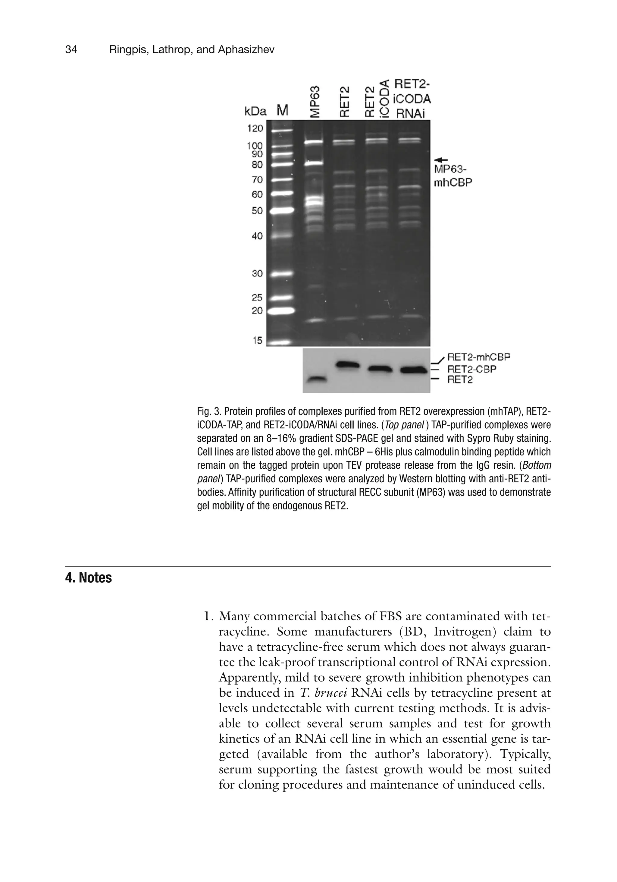 34 Ringpis, Lathrop, and Aphasizhev
1. Many commercial batches of FBS are contaminated with tet-
racycline. Some manufacturers (BD, Invitrogen) claim to
have a tetracycline-free serum which does not always guaran-
tee the leak-proof transcriptional control of RNAi expression.
Apparently, mild to severe growth inhibition phenotypes can
be induced in T. brucei RNAi cells by tetracycline present at
levels undetectable with current testing methods. It is advis-
able to collect several serum samples and test for growth
kinetics of an RNAi cell line in which an essential gene is tar-
geted (available from the author’s laboratory). Typically,
serum supporting the fastest growth would be most suited
for cloning procedures and maintenance of uninduced cells.
4. 
Notes
Fig. 3. Protein profiles of complexes purified from RET2 overexpression (mhTAP), RET2-
iCODA-TAP, and RET2-iCODA/RNAi cell lines. (Top panel ) TAP-purified complexes were
separated on an 8–16% gradient SDS-PAGE gel and stained with Sypro Ruby staining.
Cell lines are listed above the gel. mhCBP – 6His plus calmodulin binding peptide which
remain on the tagged protein upon TEV protease release from the IgG resin. (Bottom
panel) TAP-purified complexes were analyzed by Western blotting with anti-RET2 anti-
bodies. Affinity purification of structural RECC subunit (MP63) was used to demonstrate
gel mobility of the endogenous RET2.
 
