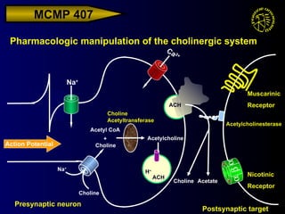 Na + Ca 2+ Acetylcholinesterase Pharmacologic manipulation of the cholinergic system Presynaptic neuron Postsynaptic target Nicotinic Receptor Muscarinic Receptor Choline Choline Na + Acetyl CoA + Acetylcholine Choline Acetyltransferase H + ACH ACH Choline Acetate Action Potential    