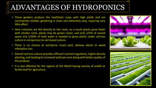 ADVANTAGES OF HYDROPONICS
• These gardens produce the healthiest crops with high yields and are
consistently reliable; gardening is clean and extremely easy, requiring very
little effort.
• Here nutrients are fed directly to the roots, as a result plants grow faster
with smaller roots, plants may be grown closer, and only 1/5th of overall
space and 1/20th of total water is needed to grow plants under soil-less
culture in comparison to soil-based culture.
• There is no chance of soil-borne insect pest, disease attack or weed
infestation too.
• Overall soil-less culture provides efficient nutrient regulation, higher density
planting, and leading to increased yield per acre along with better quality of
the produce.
• It is also effective for the regions of the World having scarcity of arable or
fertile land for agriculture.
 