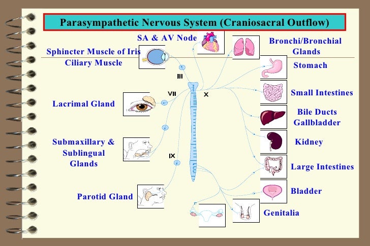 INTRODUCTION TO AUTONOMIC PHARMACOLOGY Part II - Anatomy of