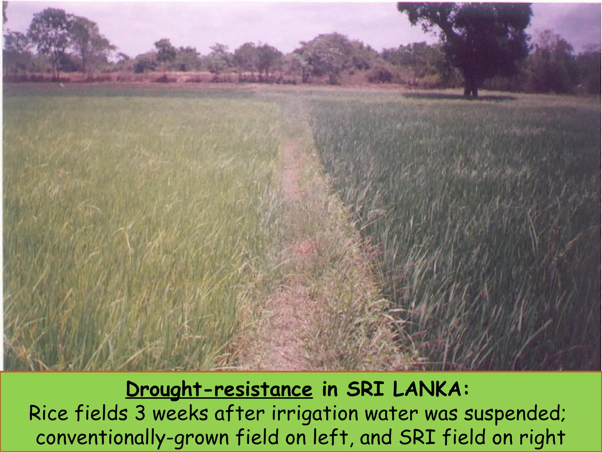 Other Benefits from Changes in Practices
1. Water saving – major concern in many places, also
now have ‘rainfed’ version with similar results
2. Greater resistance to biotic and abiotic stresses –
less damage from pests and diseases, drought,
typhoons, flooding, cold spells [discuss tomorrow]
3. Shorter crop cycle – same varieties are harvested
by 1-3 weeks sooner, save water, less crop risk
4. High milling output – by about 15%, due to fewer
unfilled grains (less chaff) and fewer broken grains
5. Reductions in labor requirements – widely reported
incentive for changing practices in India and China;
also, mechanization is being introduced many places
6. Reductions in costs of production – greater farmer
income and profitability, also health benefits
Drought-resistance in SRI LANKA:
Rice fields 3 weeks after irrigation water was suspended;
conventionally-grown field on left, and SRI field on right
 