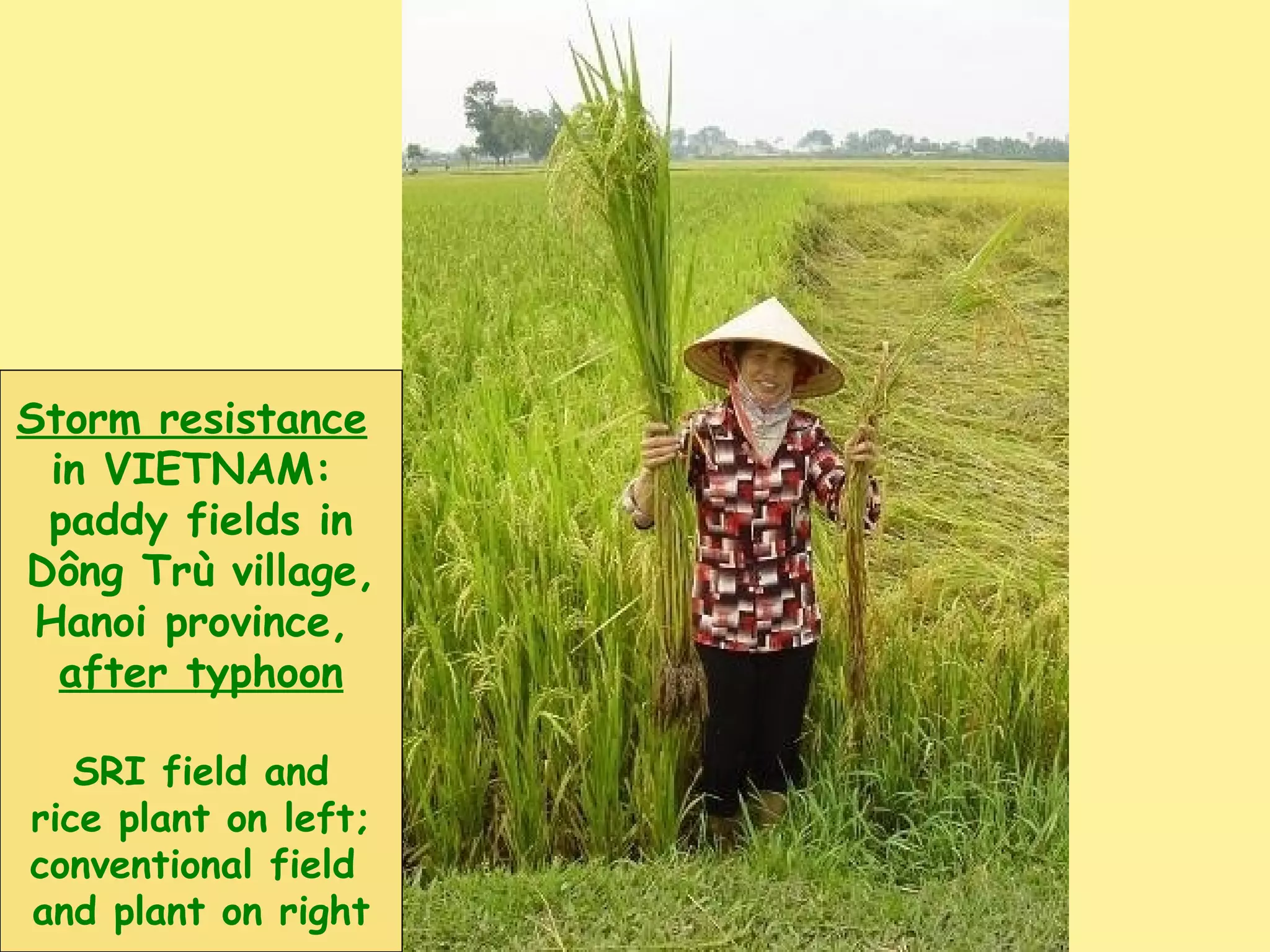 Storm resistance
in VIETNAM:
paddy fields in
Dông Trù village,
Hanoi province,
after typhoon
SRI field and
rice plant on left;
conventional field
and plant on right
 