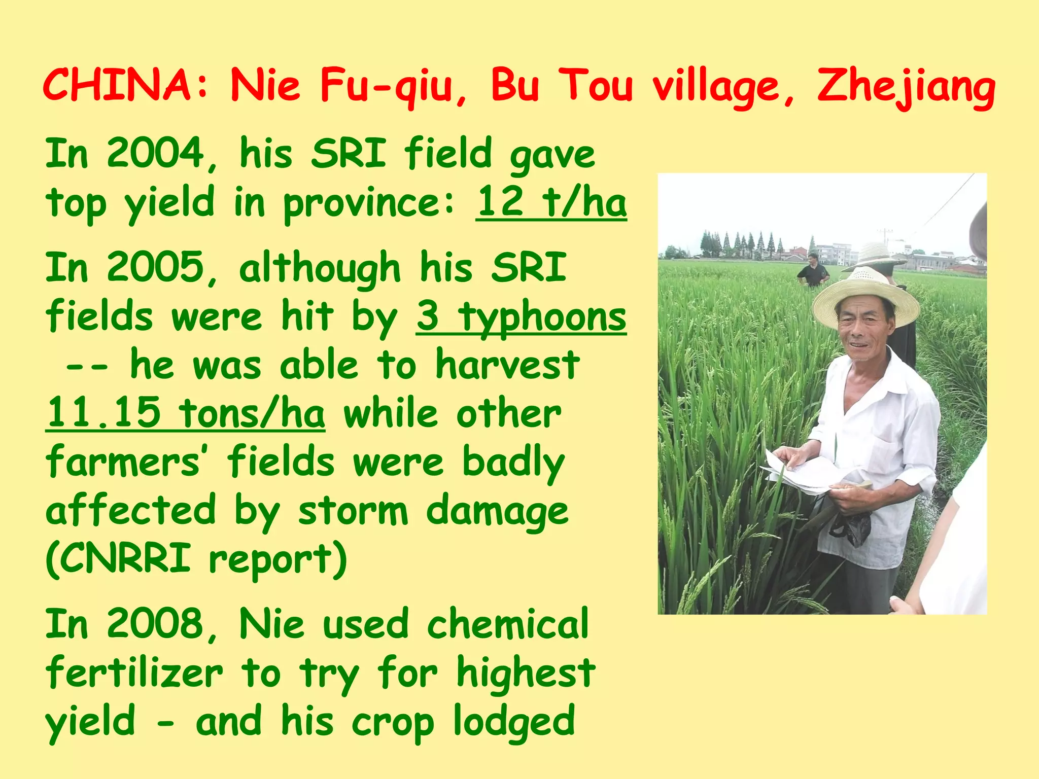 CHINA: Nie Fu-qiu, Bu Tou village, Zhejiang
In 2004, his SRI field gave
top yield in province: 12 t/ha
In 2005, although his SRI
fields were hit by 3 typhoons
-- he was able to harvest
11.15 tons/ha while other
farmers’ fields were badly
affected by storm damage
(CNRRI report)
In 2008, Nie used chemical
fertilizer to try for highest
yield - and his crop lodged
 
