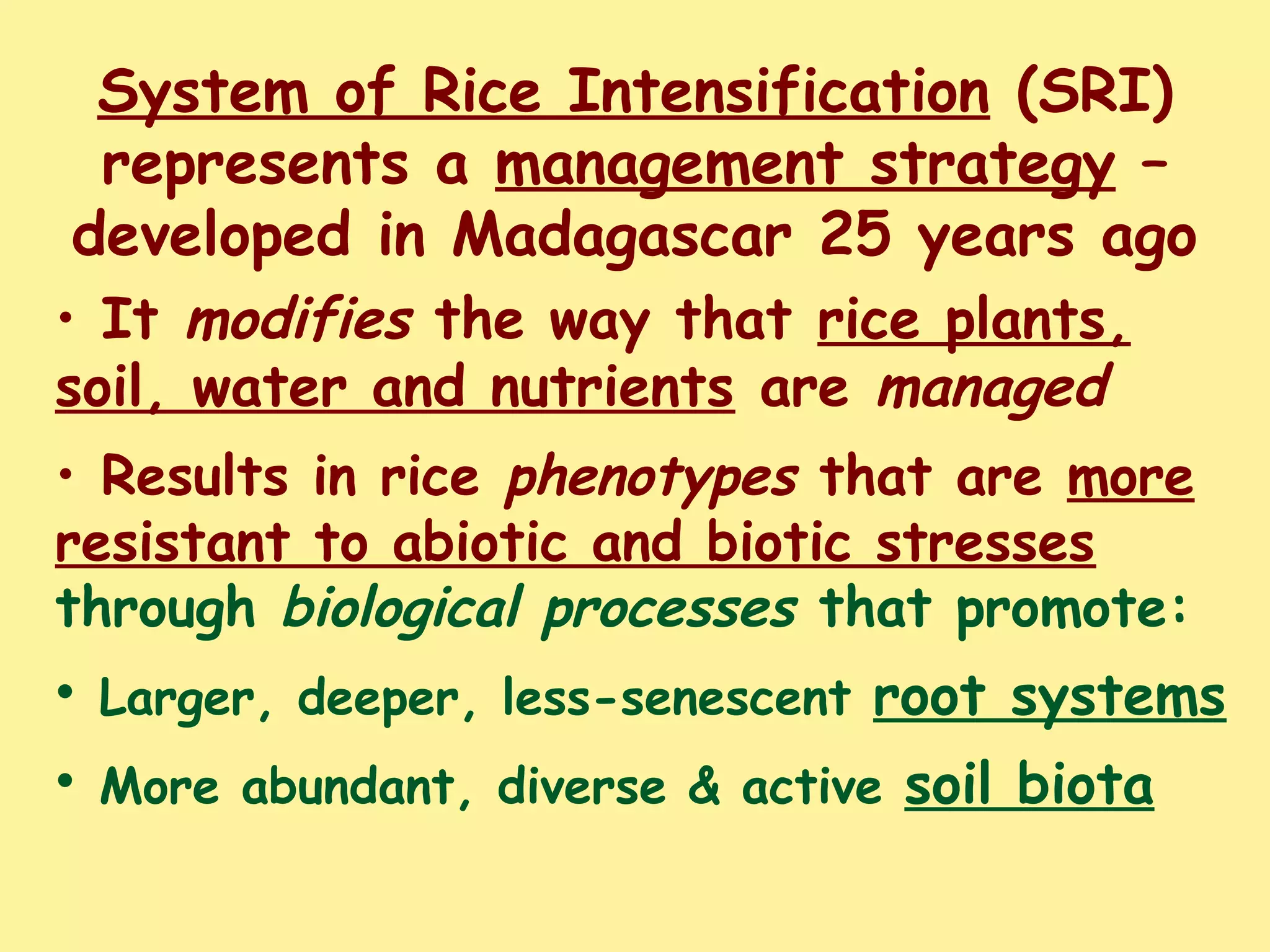 System of Rice Intensification (SRI)
represents a management strategy –
developed in Madagascar 25 years ago
• It modifies the way that rice plants,
soil, water and nutrients are managed
• Results in rice phenotypes that are more
resistant to abiotic and biotic stresses
through biological processes that promote:
• Larger, deeper, less-senescent root systems
• More abundant, diverse & active soil biota
 