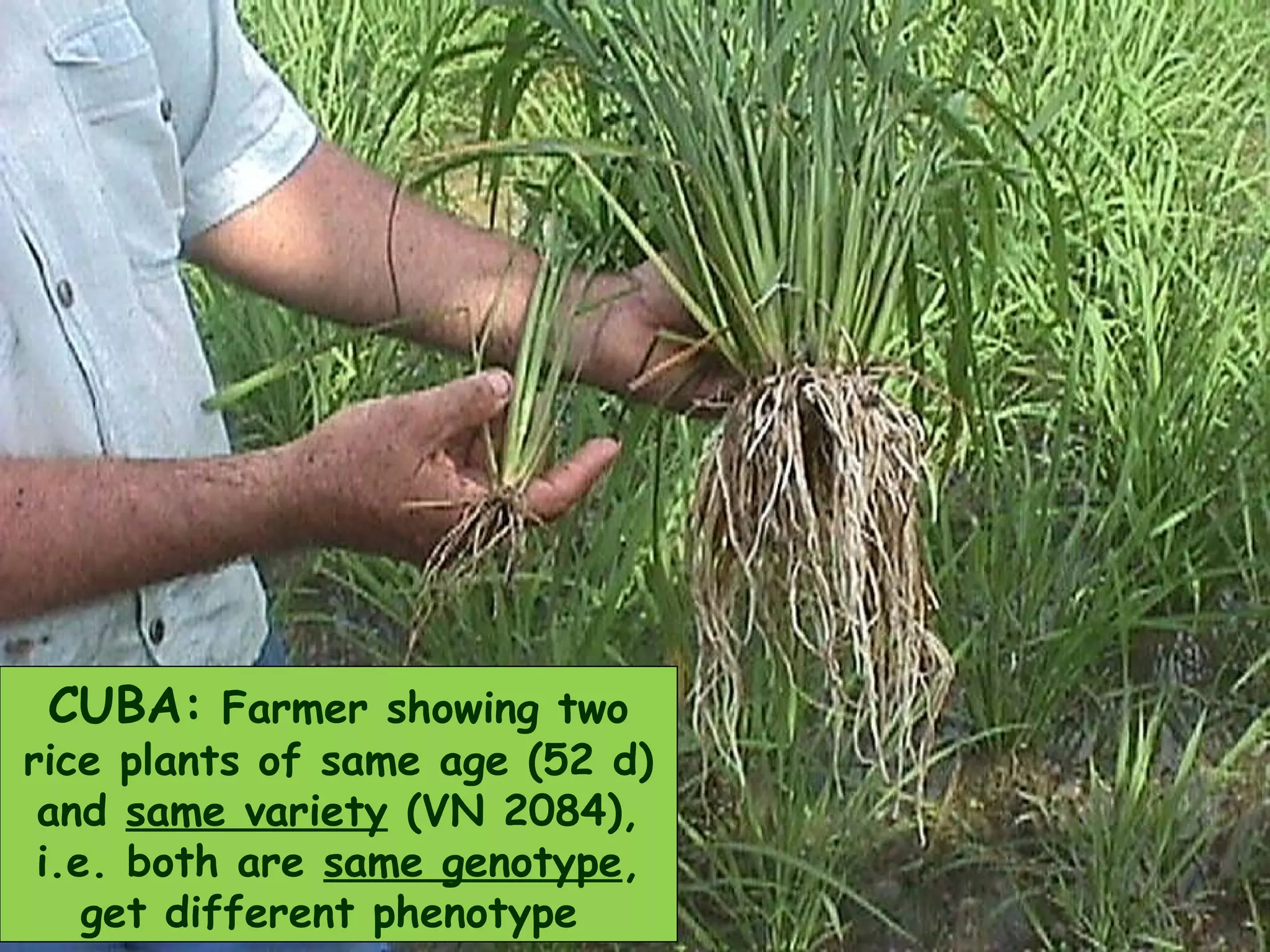 CUBA: Farmer showing two
rice plants of same age (52 d)
and same variety (VN 2084),
i.e. both are same genotype,
get different phenotype
 